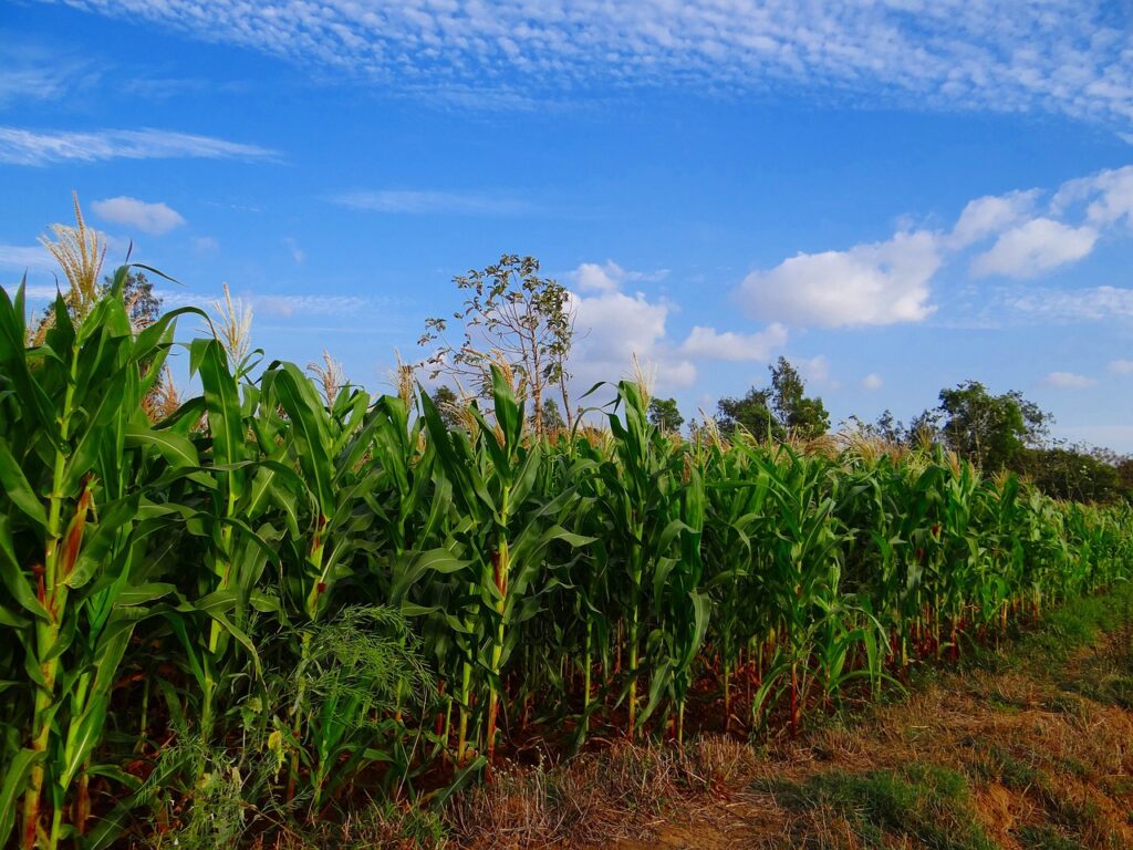 maize, crop, corn-272886.jpg