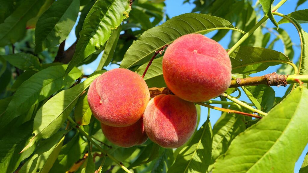 peaches, fruit, summer-4339689.jpg